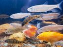 波光硝化細菌觀(guān)賞魚(yú)用維他命維生素水質(zhì)穩定劑水族酸奶益生菌菌粉 N0.8超濃縮復合液體維生素 曬單實(shí)拍圖