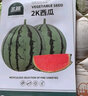 壽禾 大白菜種子苗秋季蔬菜種籽大田種植 濰育秋寶白菜種子10g*5袋 曬單實(shí)拍圖