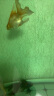 备能（BEINENG）日本黄粉绿粉鱼药孔雀鱼七彩神仙金鱼小型鱼白点烂尾烂肉水族药剂 实拍图
