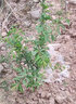 正宗四川脫骨青脆蜂糖李子樹(shù)苗蜂蜜果樹(shù)樹(shù)苗盆栽植物苗木水果樹(shù)苗 青脆李嫁接苗 5年苗 曬單實(shí)拍圖