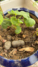 蝶之藝天竺葵盆栽花苗大花四季開(kāi)花不斷洋繡球苗室內陽(yáng)臺庭院好養花卉 天竺葵紅色  原土發(fā)貨 曬單實(shí)拍圖