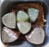 黃金玉露多肉植物金黃色燈芯十二卷高檔肉肉辦公桌室內陽(yáng)臺 西瓜壽+日月潭+冰城+月影壽 曬單實(shí)拍圖
