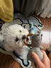 GiGwi貴為狗狗玩具松木毛絨帆布磨牙耐咬發(fā)聲自嗨解悶幼犬小狗寵物玩具 呼啦圈-小象 曬單實(shí)拍圖