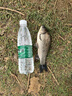 化氏小惠冬春釣鯽魚(yú)配方餌料化紹新魚(yú)拉餌鋼彈2號#腥香 小惠四季窩餌料套餐 曬單實(shí)拍圖