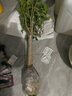 桂花樹(shù)苗桂花苗盆栽金桂四季桂室內外濃香型陽(yáng)臺花卉綠植庭院盆景植物 丹桂【濃香型】 6年苗【花滿(mǎn)樹(shù)粗壯】 曬單實(shí)拍圖