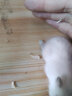 朗缤 仓鼠幼崽仓鼠笼仓鼠活物宠物活体宠物金丝熊情侣一对仓鼠活体 白色 2只（一公一母） 实拍图