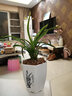 劉閣蘭花蘭花苗金富貴冬帶花苞出售金邊濃香好養綠植花卉盆栽當年開(kāi)花壯苗 4苗連體，帶圖上白盆種好發(fā)貨 曬單實(shí)拍圖
