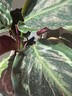 室內(nèi)綠植花卉盆栽孔雀竹芋 貓眼彩虹綠植盆栽植物 彩虹竹芋20-30厘米高 原盆原土發(fā)貨 含原裝簡(jiǎn)易塑料盆 曬單實(shí)拍圖