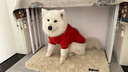 嬉皮狗（hipidog）寵物大狗新年醒獅套頭衛(wèi)衣秋季冬季保暖加厚衣服金毛薩摩大型犬衣 德羅紅 6XL 建議體重60-70斤 曬單實拍圖