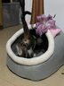 喵仙兒貓窩四季通用貓咪房子別墅家居封閉式貓屋冬季保暖狗窩床寵 可愛(ài)英短 L碼更大空間多只寵物 曬單實(shí)拍圖