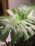 花城水調老樁龜背竹客廳大盆栽植物室內凈化空氣除甲醛造型大型綠植好養活 【精品百搭】高130-140cm含膠盆 曬單實(shí)拍圖