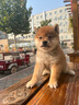 京狼圖騰【終身保犬瘟細小】純種日本柴犬幼犬雙血統活體家養寵物狗小型犬 血統級 3 赤柴/白柴/黑柴 曬單實(shí)拍圖