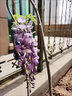 寶御安紫藤花樹(shù)苗耐寒耐旱爬藤植物豐花長(cháng)穗紫藤蘿庭院盆栽地栽好養花卉 紫藤花樹(shù)苗1.5公分粗 曬單實(shí)拍圖