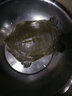 洪掌柜鮮活甲魚 土鱉生鮮王八 湖鮮特產(chǎn)團(tuán)魚老鱉 多種規(guī)格可選 1.15-1.25kg/只（三年生長(zhǎng)） 曬單實(shí)拍圖