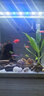 森森HR/HE480小魚(yú)缸 led燈水族箱生態(tài)造景水草照明防水燈 孔距21cm 2W 藍(lán)白色 （帶螺絲） 曬單實(shí)拍圖