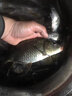 富源百川帝道秦黑坑竿8h臺釣竿飛磕竿暴力竿偷驢綜合竿輕量版高碳競技釣竿 4.5m 12H黑坑飛磕4斤鯽 曬單實(shí)拍圖