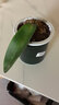 蓋淘蝴蝶蘭盆栽大苗大花室內植物四季循環(huán)開(kāi)花 綠云 4年苗原育苗盆原土 曬單實(shí)拍圖