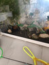 異景園魚缸水族箱造景陰性水草海藻球綠藻球生態(tài)瓶綠澡球水藻球微景觀 水族專用水草泥（斤） 曬單實(shí)拍圖