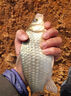 阿盧a63高靈敏黑坑鯽魚鯉魚漂行程底釣競技偷驢蘆葦浮漂野釣官方浮標(biāo) LPA63-17目本色加大二目大紅大綠 特定5號(吃鉛約2.37克) 曬單實(shí)拍圖