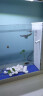 卡奇鱼 孔雀鱼 凤尾鱼 胎生鱼 热带观赏鱼淡水活体鱼小型鱼纯种好养易活 大耳孔雀鱼3对 实拍图
