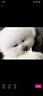 嬉皮狗（hipidog）狗狗立體小熊衛(wèi)衣狗狗衣服春秋款牽引繩泰迪雪納瑞小型犬可愛衣服 洛克黃小熊 L（建議8-11斤） 曬單實拍圖