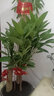 平安樹(shù)盆栽大型綠植室內外客廳四季常綠好養植物辦公室觀(guān)賞盆景化 平安樹(shù)高1.1米高 不含盆 不含盆 曬單實(shí)拍圖