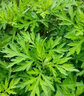 旺浦商貿(mào)艾葉靳艾草種子野生香艾草苗食用青團(tuán)大葉艾蒿青蒿種籽四季驅(qū)蚊草 藥用艾草種子2萬(wàn)粒+肥料1包 曬單實(shí)拍圖