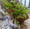 蘇躍 【買2送1】三角梅樹(shù)苗盆栽室內(nèi)陽(yáng)臺(tái)爬藤植物勒杜鵑花苗重瓣大 精品多色B款 三年苗買兩顆送一顆 曬單實(shí)拍圖