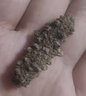 千舟島正品淡干單只小海參家用 2.5-3cm1只 每滿(mǎn)20只送1只 曬單實(shí)拍圖
