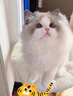 春燕美寵布偶貓幼貓活體藍眼睛海雙藍雙純種長(cháng)毛貓寵物貓幼崽波斯系仙女貓 血統級 曬單實(shí)拍圖