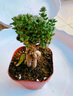 姬紅小松多肉植物盆栽辦公室內高顏值好養花卉植物樹(shù)樁造型小盆景 姬紅小松【高6-8厘米原盆發(fā)】1盆 曬單實(shí)拍圖