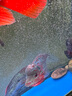 水財神熱帶觀(guān)賞魚(yú)麒麟魚(yú)鸚鵡魚(yú)麒麟羅漢血鸚鵡元寶羅漢寵物活體魚(yú) 精品起頭羅漢13-15cm/2條裝 羅漢魚(yú) 曬單實(shí)拍圖