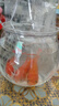 中國(guó)紅冷水淡水觀賞魚(yú)錦鯉魚(yú)活魚(yú)金魚(yú)小型好養(yǎng)紅鯉魚(yú)純種小錦鯉 4-6CM紅草金一條 曬單實(shí)拍圖