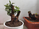 野生黃荊老樁室內外四季青園栽好養綠植物現挖樹(shù)樁盆栽樁盆景 精選5--6枝老黃荊 曬單實(shí)拍圖