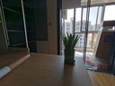 龍舌蘭盆栽室內(nèi)大株多肉植物花卉樹苗好養(yǎng)活 龍舌蘭-多肉【1612#加侖】 含盆 曬單實拍圖