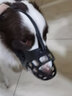 Lanswood 狗嘴套防咬小型犬大型犬狗狗嘴套狗口罩防叫止吠器防亂吃寵物 黑色第三代加固款 3號(hào) 嘴圍26cm 建議體重35-55斤 曬單實(shí)拍圖