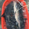 肴尚鮮 特大螺螄青魚(yú) 青魚(yú) 烏青魚(yú) 淡水魚(yú) 螺絲青魚(yú) 鮮活現殺保鮮發(fā)貨 10斤左右整條發(fā)貨 曬單實(shí)拍圖