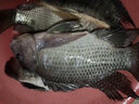五福臺北大非醬300ml非王醬王道羅非香精釣魚(yú)小藥羅飛魚(yú)餌料小藥套餐 大非醬/300ml（大體型羅非） 曬單實(shí)拍圖