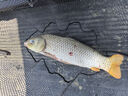 川澤新關(guān)東鰱鳙棉花彈簧子線雙鉤釣組魚鉤綁好成品無刺6#線號(hào)5.0號(hào) 曬單實(shí)拍圖