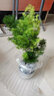 臨雅蓬萊松盆栽小客廳綠植桌面植物室內(nèi)花卉老樁盆景四季好養(yǎng)源頭直發(fā) 曬單實(shí)拍圖
