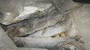 錦蜜姬 青島大鲅魚冷凍鮮活燕鲅魚大馬鮫魚餡餃子深海魚 大號(hào)燕鲅魚5斤(無冰8兩-1斤1條) 曬單實(shí)拍圖