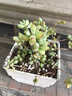 花絡(luò)閣盆栽花卉達(dá)摩 乒乓福娘多肉植物組合盆栽綠植萌肉肉花辦公室盆景 達(dá)摩 曬單實(shí)拍圖