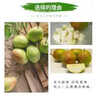 遠(yuǎn)達(dá)（YUANDA）河北趙縣香梨新梨7號(hào)當(dāng)季應(yīng)季新鮮水果梨子脆甜多汁現(xiàn)摘現(xiàn)發(fā) 凈重4.5斤香梨 曬單實(shí)拍圖