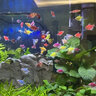 海童（KAIDO）海童魚飼料孔雀魚魚食小型魚熱帶魚斗魚鳳尾魚紅綠燈斑馬魚通用糧 XL糧100g裝(適合8cm以上小魚) 曬單實拍圖