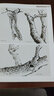 寫(xiě)意花鳥(niǎo)：木本--“學(xué)一百通”中國畫(huà)基礎技法叢書(shū) 曬單實(shí)拍圖