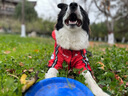 DISC DOG 飛盤狗專用飛盤三星235硬飛盤專業(yè)比賽邊牧訓(xùn)練中級耐咬寵物飛碟玩具 紫色 曬單實(shí)拍圖