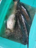 名倫巨物名倫青龍巨物魚(yú)竿6H輕量大物桿8h黑坑桿10H暴力青鱘鰱鱅臺釣手桿 3.6m 送原裝桿稍+禮包 6H 19調 【黑坑綜合】 曬單實(shí)拍圖