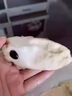 畝家田【順豐】海南牛奶釋迦果番荔枝新鮮大目佛頭果熱帶水果年貨整箱 3斤實(shí)惠裝中果 曬單實(shí)拍圖