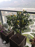姬緣希脆皮金桔樹(shù)苗帶果發(fā)貨蜜糖金桔苗可食用橘子樹(shù)苗室內年宵水果盆栽 七年金桔壯苗盆栽（帶果多） 曬單實(shí)拍圖