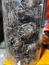 潤弘永堂（RunHongYongTang）紫苑中藥材返魂草紫菀中藥500g紫宛草中草藥非紫苑還魂草 【罐裝】紫苑500克 曬單實拍圖